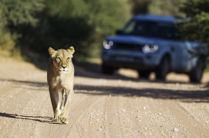 Safari